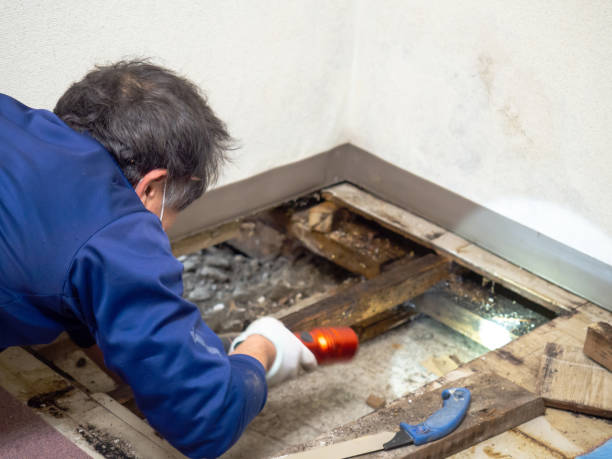 Best Localized Mold Remediation (e.g., coastal areas, humid climates) in Richland Hills, TX