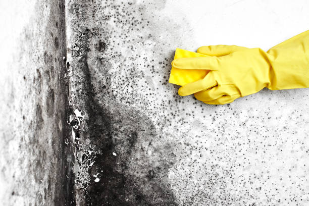 Trusted Richland Hills, TX Mold Remediation Experts