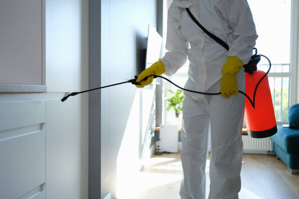 Best White Mold Remediation in Richland Hills, TX