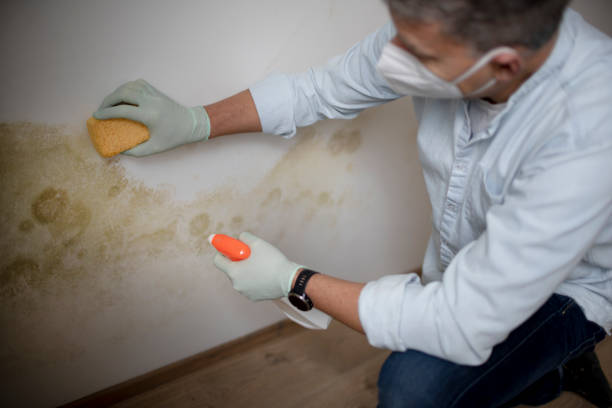 Best Attic Mold Remediation in Richland Hills, TX