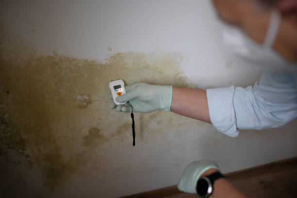 Best Emergency Mold Remediation in Richland Hills, TX