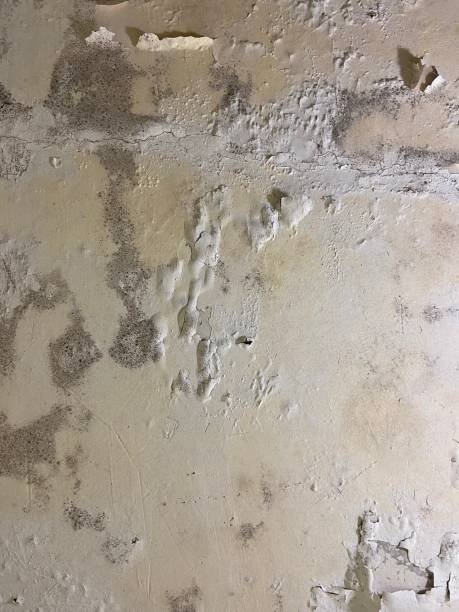 Best Kitchen Mold Remediation in Richland Hills, TX