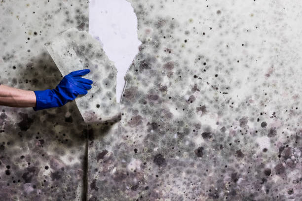 Best Commercial Mold Remediation in Richland Hills, TX