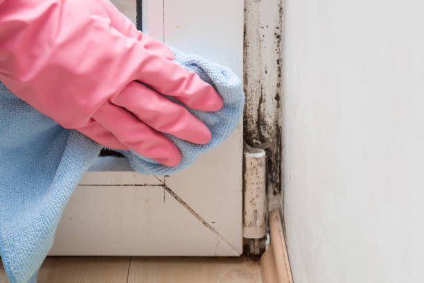 Best Industrial Mold Remediation in Richland Hills, TX
